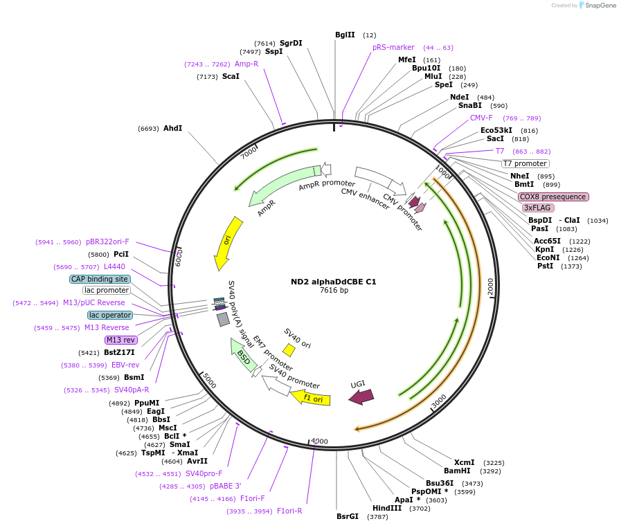 221974-plasmid-map-sequence-id-438638