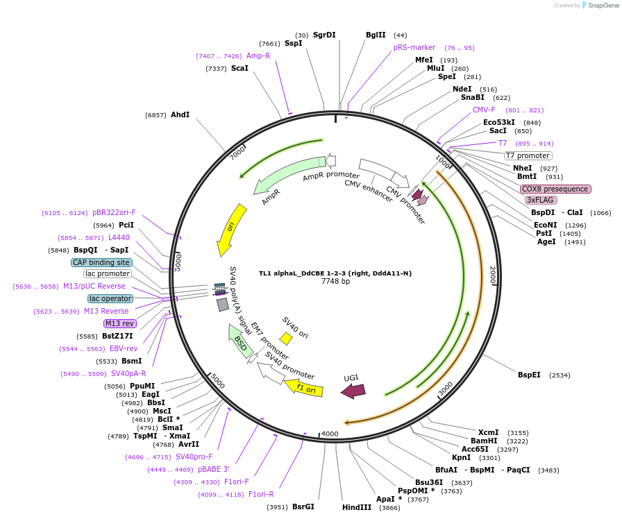 221997-plasmid-map-sequence-id-438639