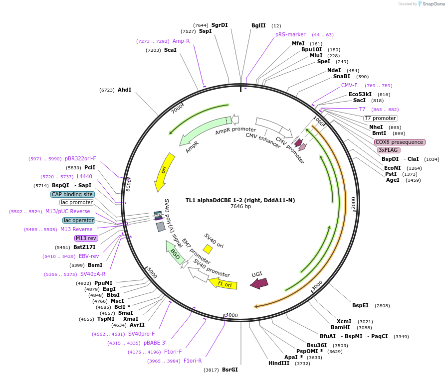 222000-plasmid-map-sequence-id-438640