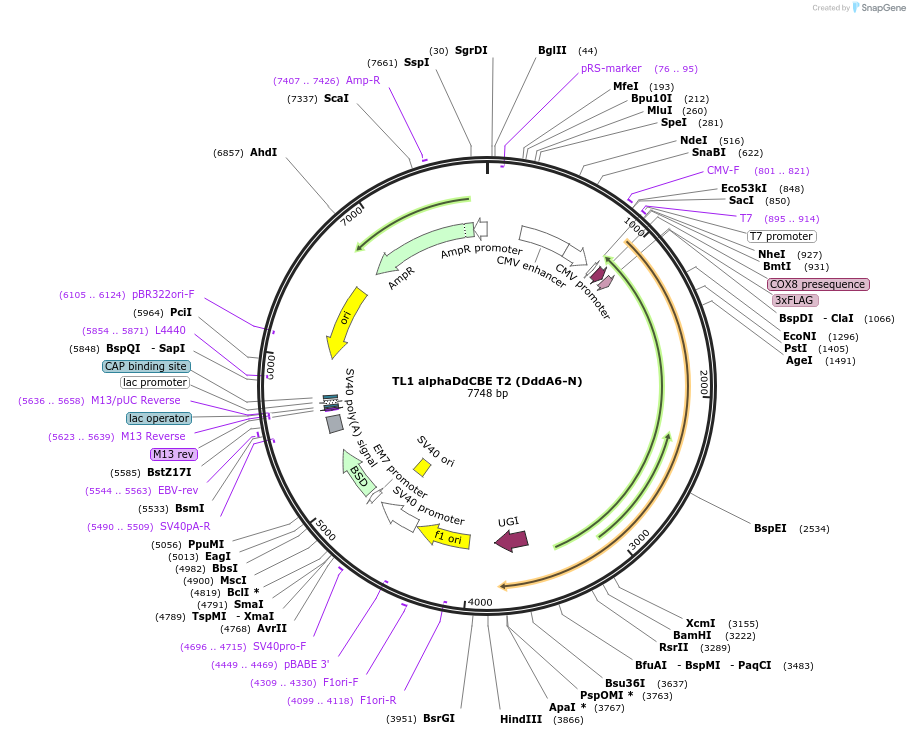 221995-plasmid-map-sequence-id-438696