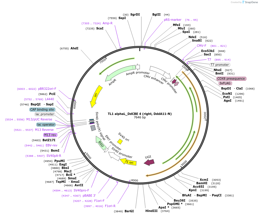 221999-plasmid-map-sequence-id-438705