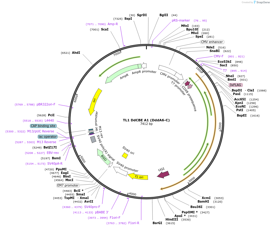 221992-plasmid-map-sequence-id-438712