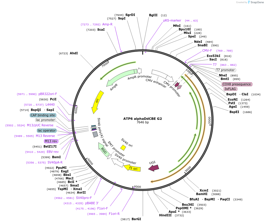 221959-plasmid-map-sequence-id-438714