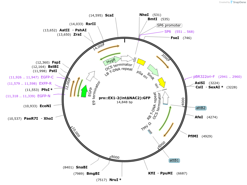 218574-plasmid-map-sequence-id-438719