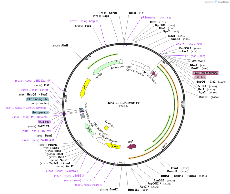 221977-plasmid-map-sequence-id-438720