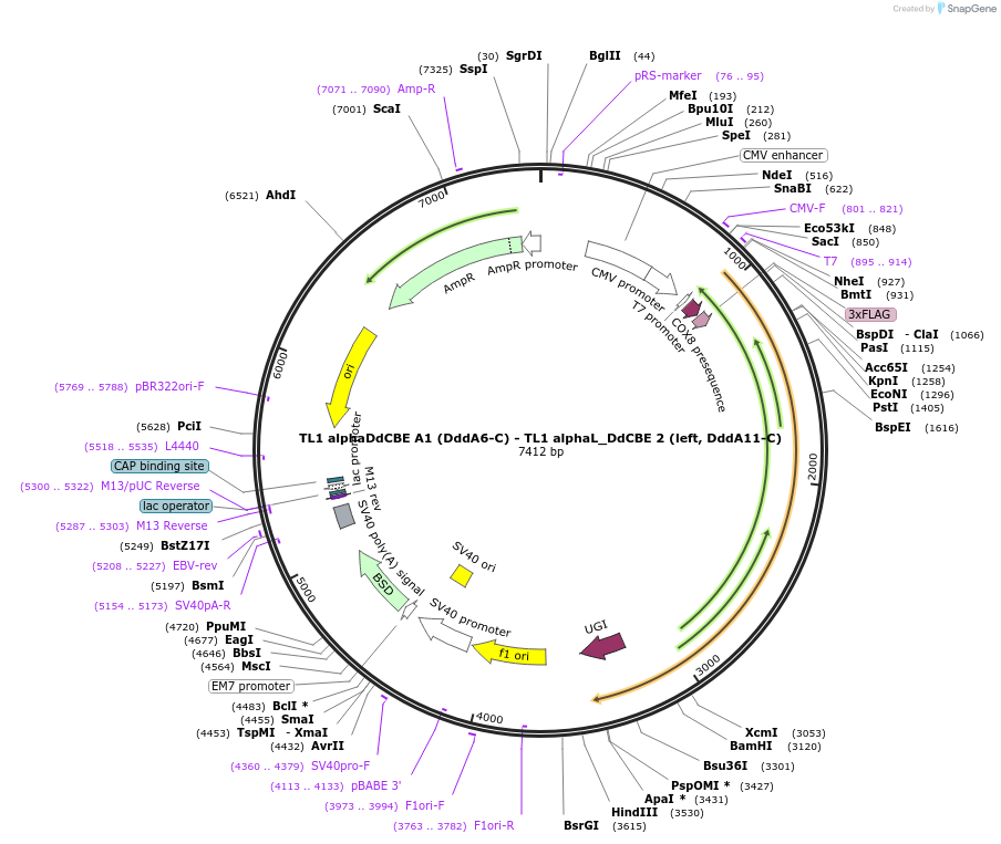 221994-plasmid-map-sequence-id-438723
