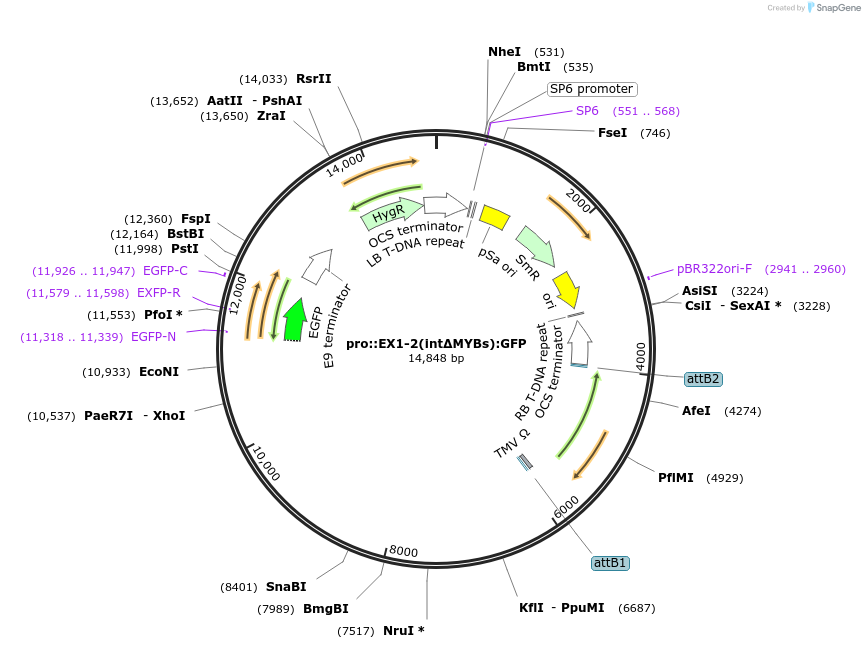218571-plasmid-map-sequence-id-438725