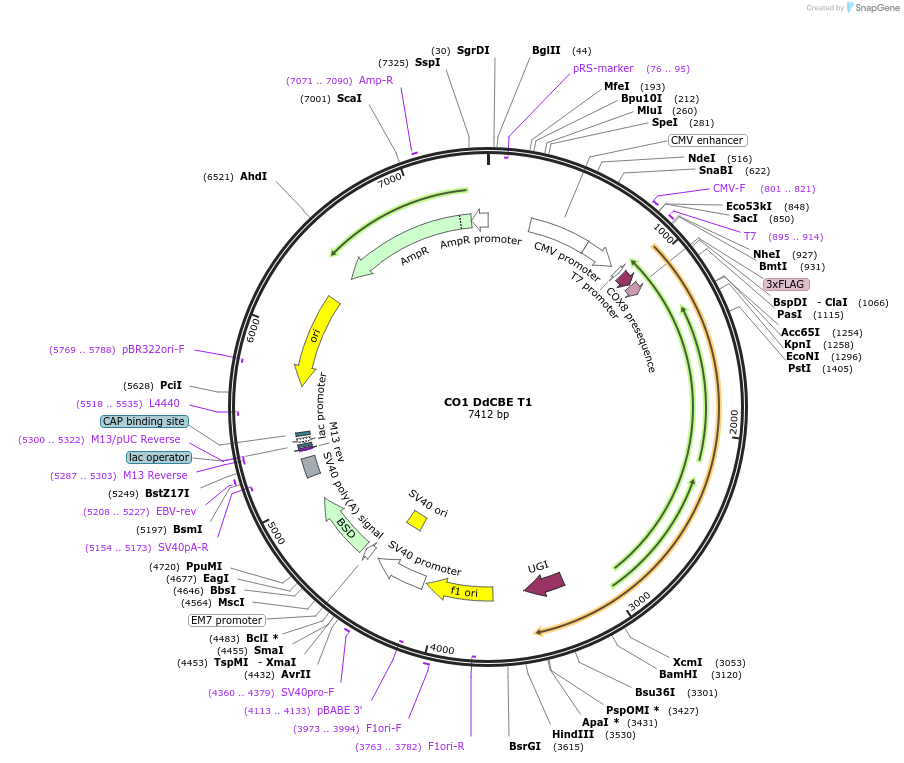 221964-plasmid-map-sequence-id-438726
