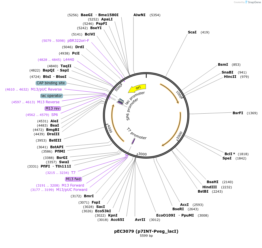 218505-plasmid-map-sequence-id-438731