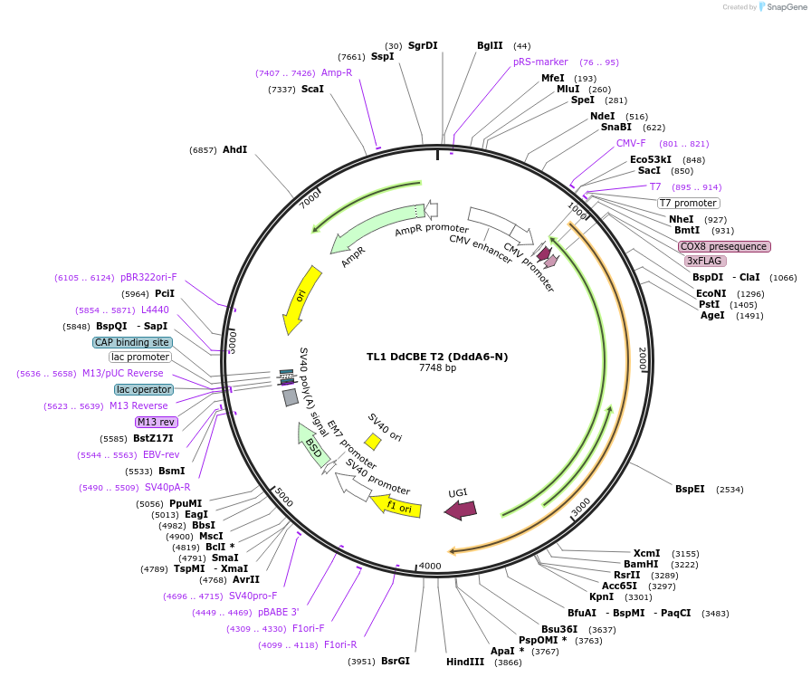 221993-plasmid-map-sequence-id-438745
