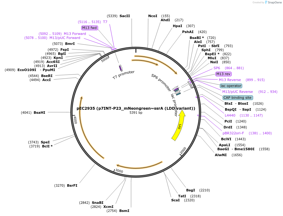 218508-plasmid-map-sequence-id-438746