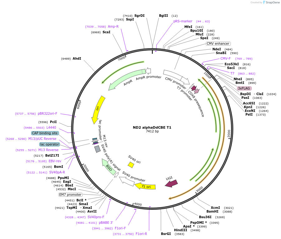221976-plasmid-map-sequence-id-438750