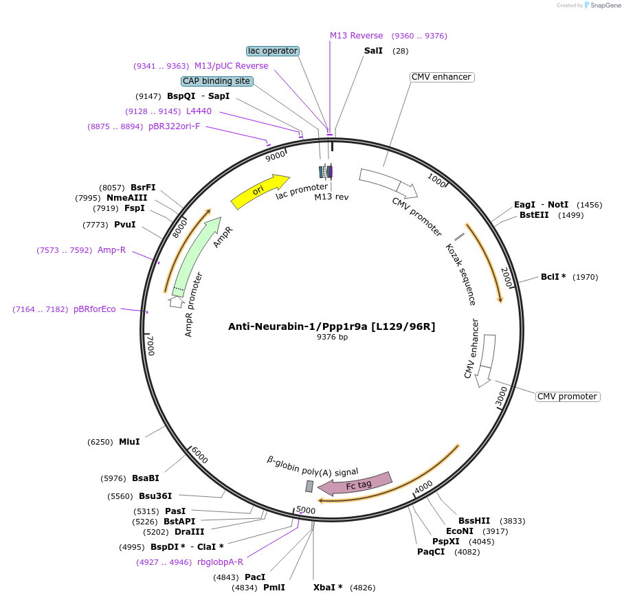 211583-plasmid-map-sequence-id-438762