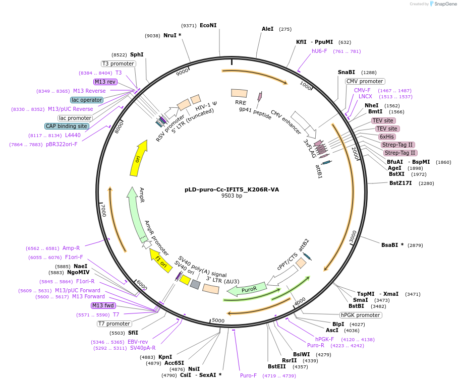 191224-plasmid-map-sequence-id-438791