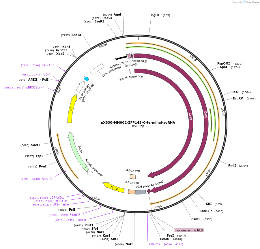 212706-plasmid-map-sequence-id-438797