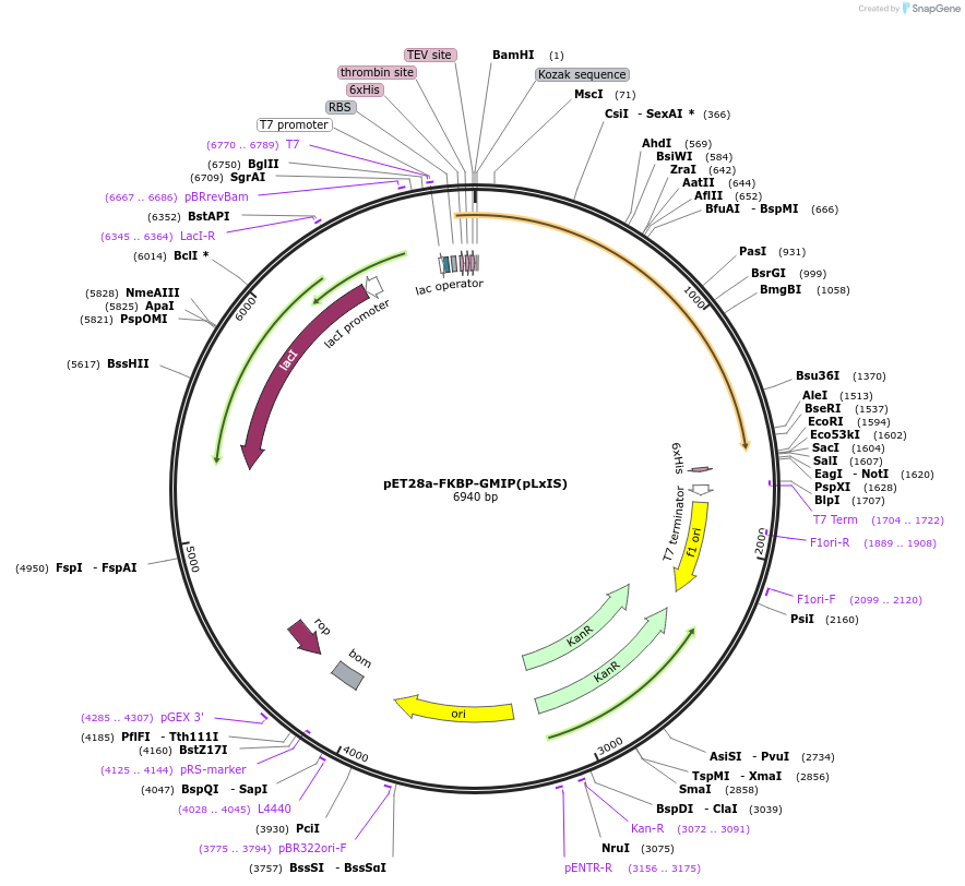 221337-plasmid-map-sequence-id-438864