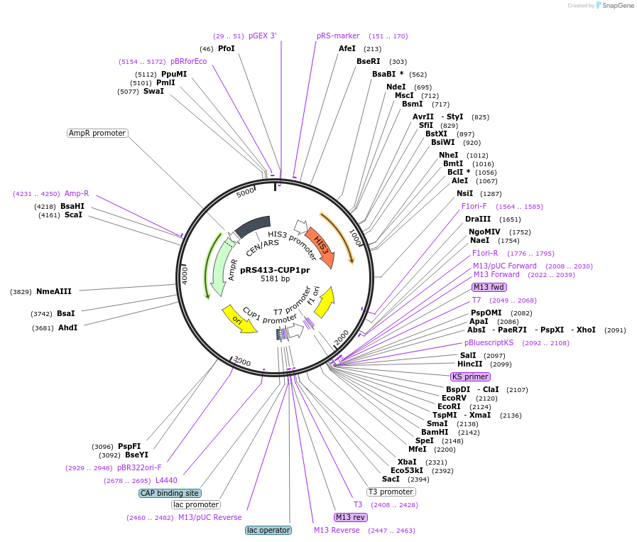 221109-plasmid-map-sequence-id-438868