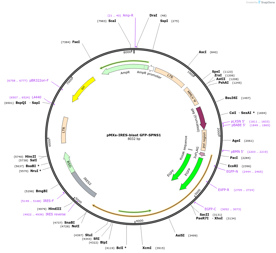 198571-plasmid-map-sequence-id-438873