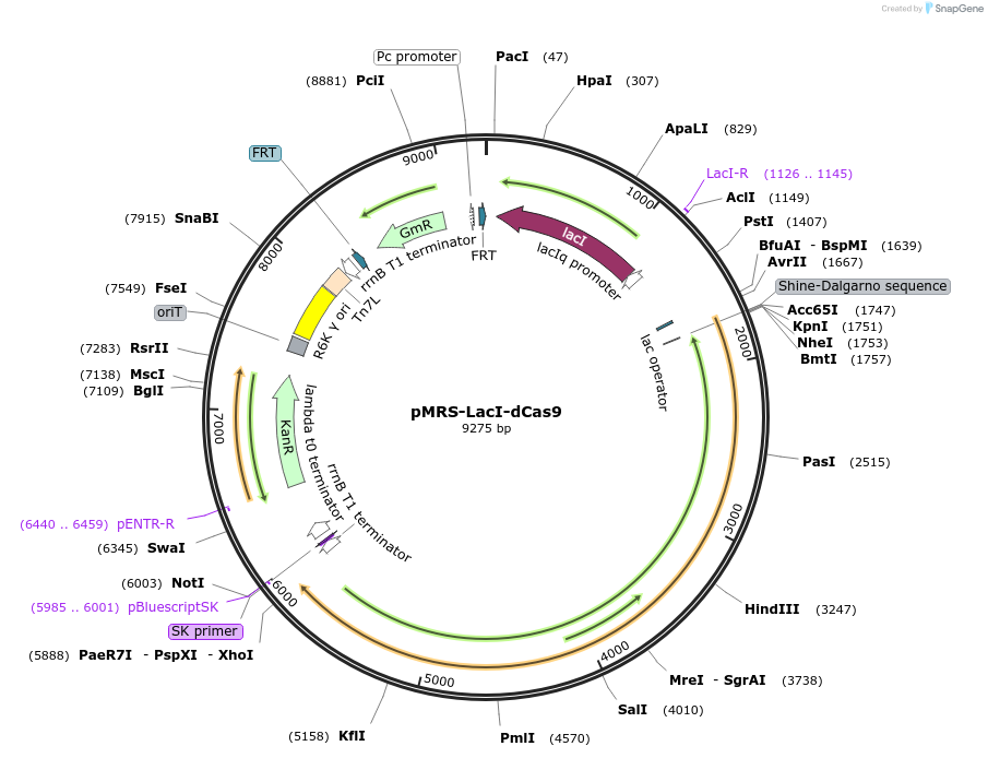 220194-plasmid-map-sequence-id-438906