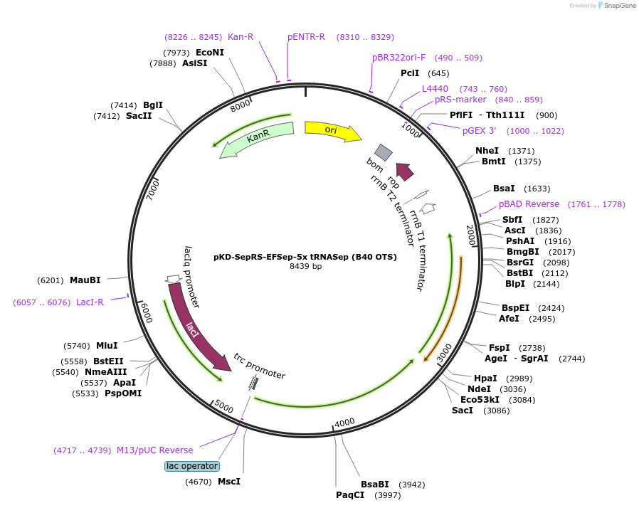 52054-plasmid-map-sequence-id-438919
