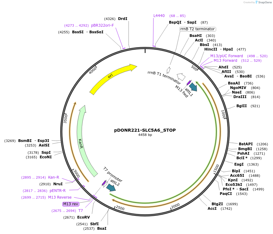 161360-plasmid-map-sequence-id-438921