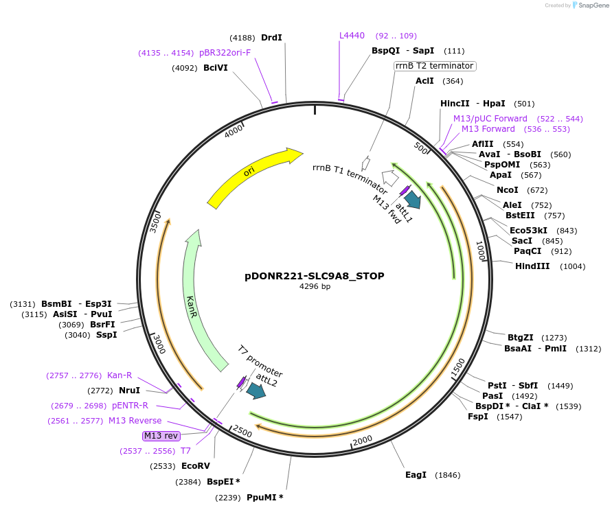 161365-plasmid-map-sequence-id-438927