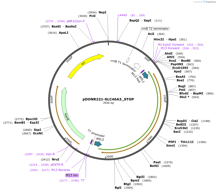 161381-plasmid-map-sequence-id-438931