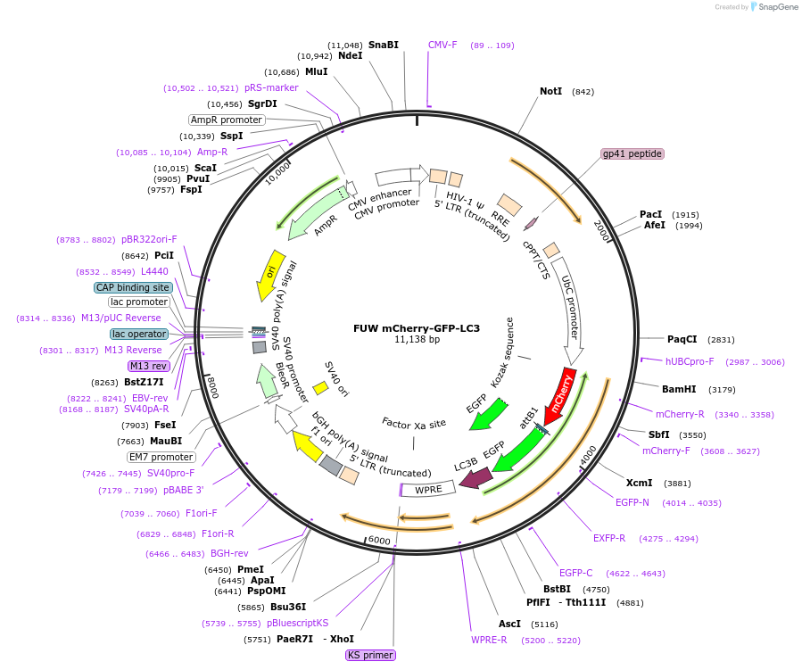110060-plasmid-map-sequence-id-438935