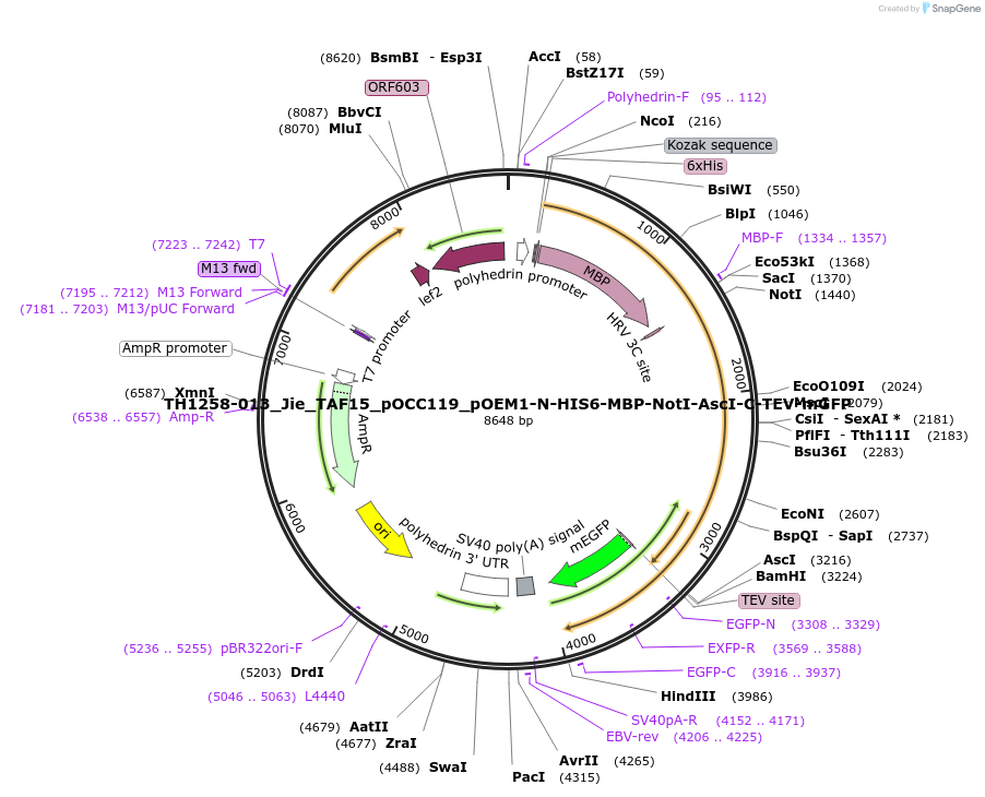 221893-plasmid-map-sequence-id-438936