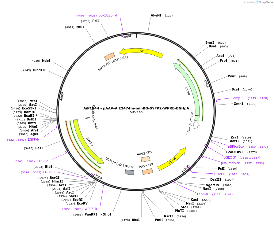 214549-plasmid-map-sequence-id-438940