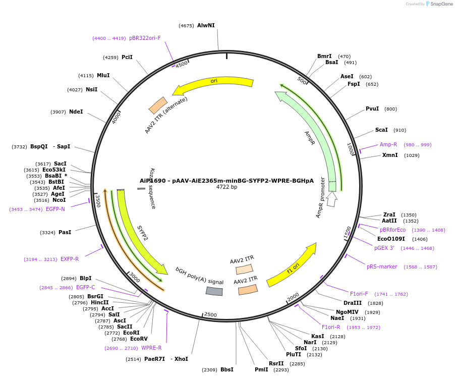 214517-plasmid-map-sequence-id-438942