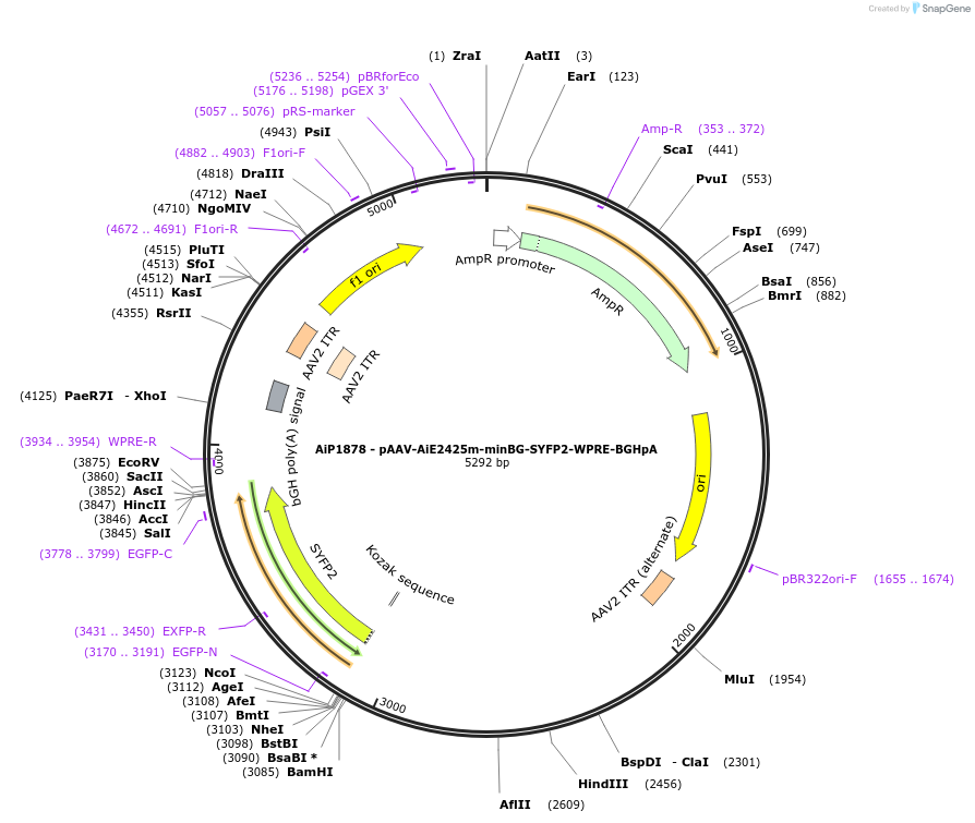 214566-plasmid-map-sequence-id-438944