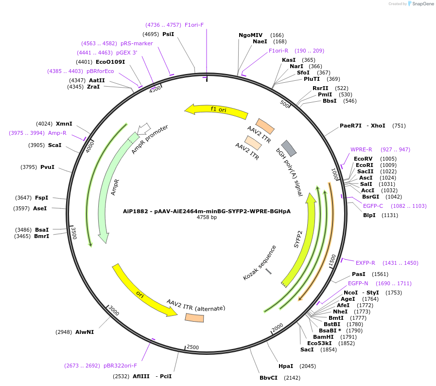 214568-plasmid-map-sequence-id-438946