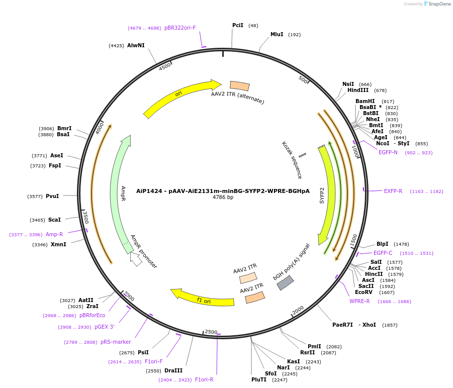 214494-plasmid-map-sequence-id-438952