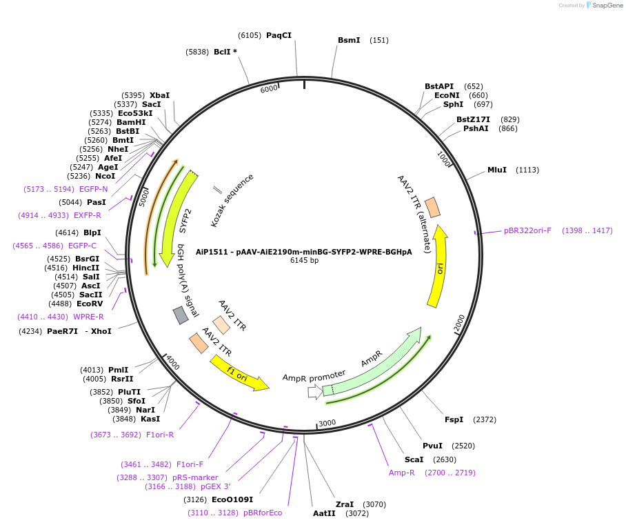 214502-plasmid-map-sequence-id-438956