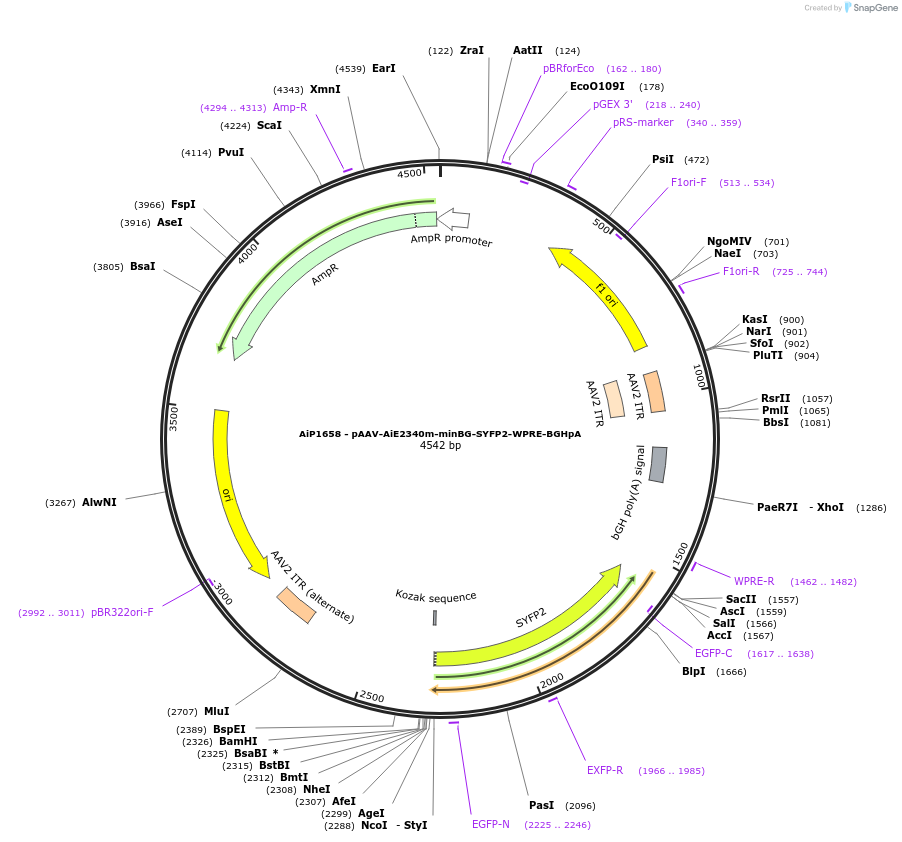 214509-plasmid-map-sequence-id-438957