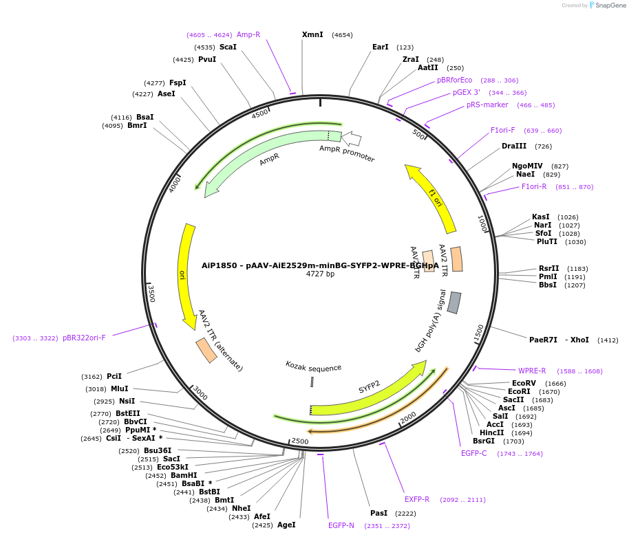 214553-plasmid-map-sequence-id-438958