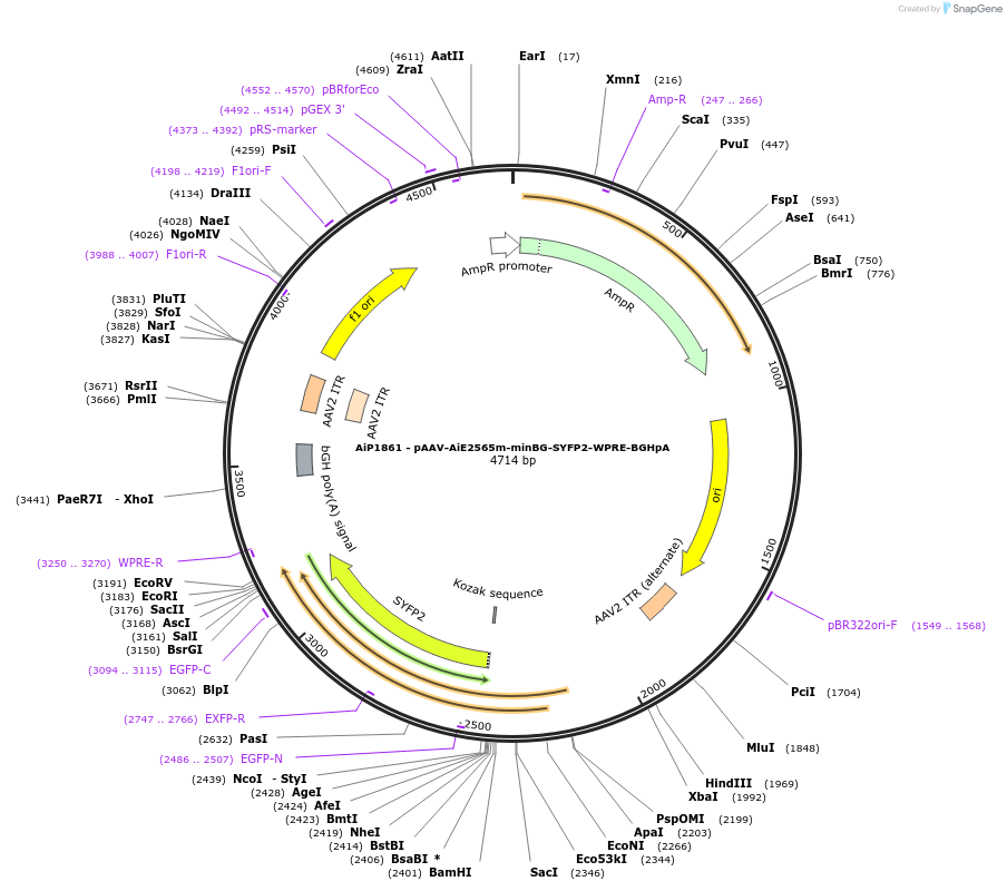 214560-plasmid-map-sequence-id-438960