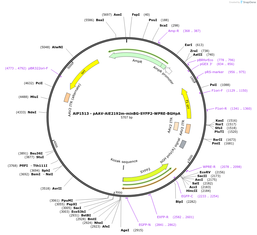 214503-plasmid-map-sequence-id-438967