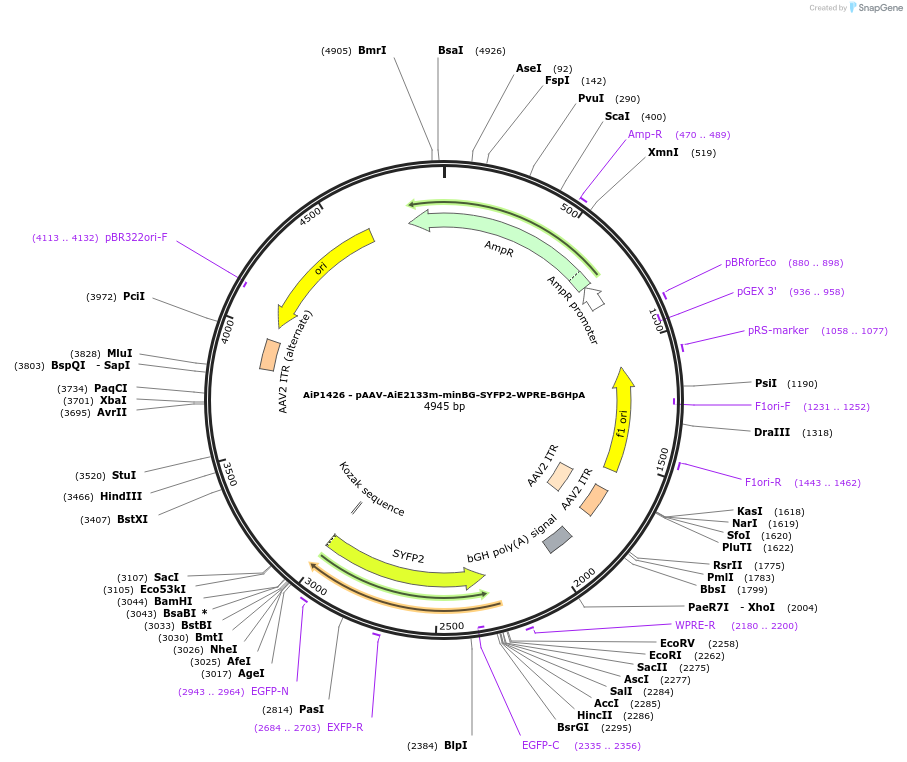 214496-plasmid-map-sequence-id-438968