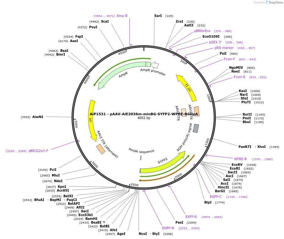 214505-plasmid-map-sequence-id-438970