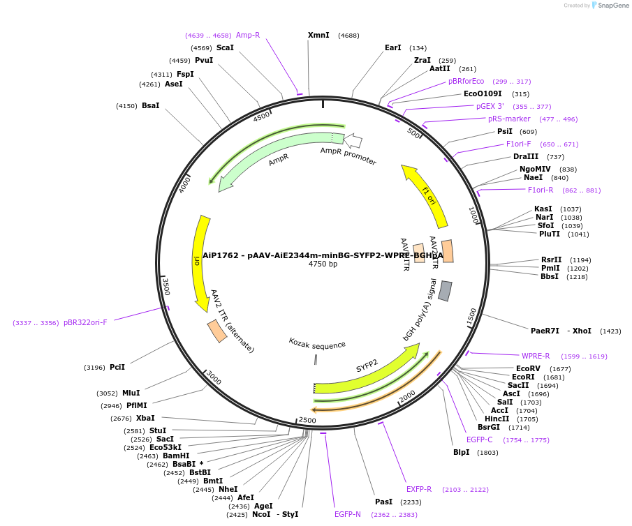 214538-plasmid-map-sequence-id-438972