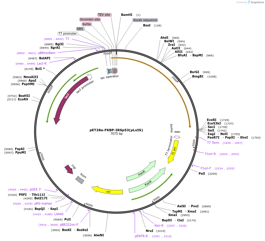 221336-plasmid-map-sequence-id-438975