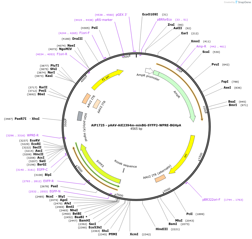 214528-plasmid-map-sequence-id-438976