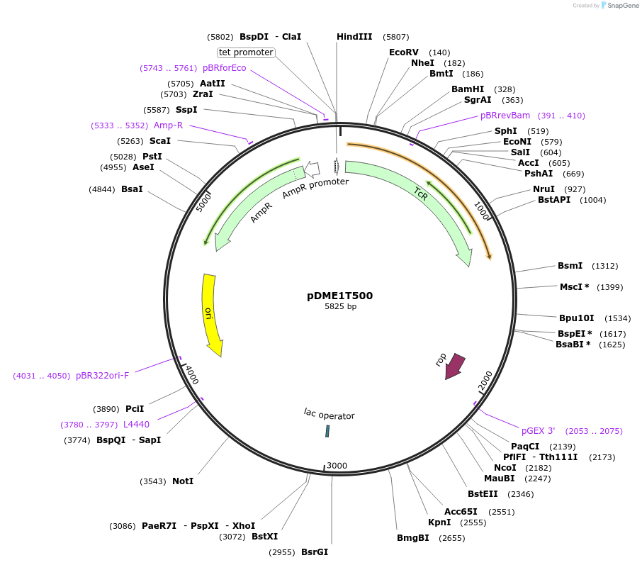 220987-plasmid-map-sequence-id-438977