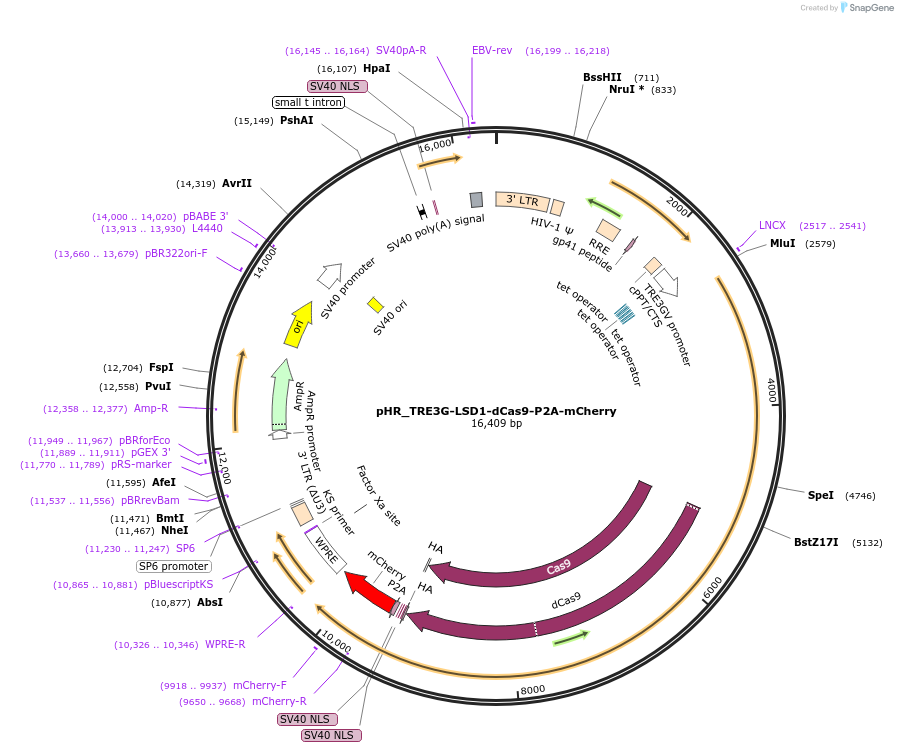 138462-plasmid-map-sequence-id-438981