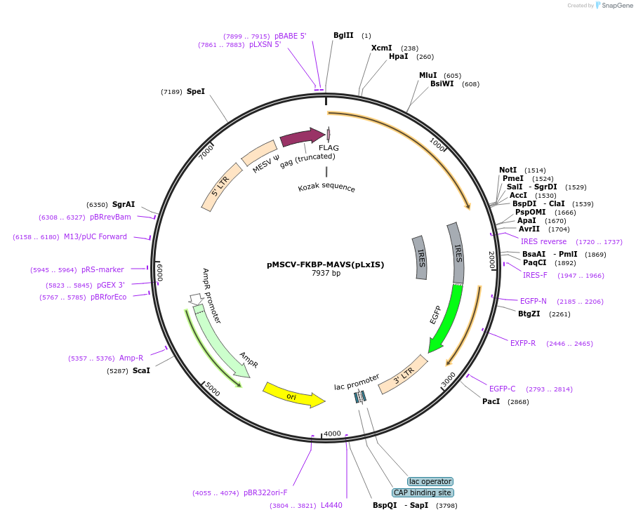 221256-plasmid-map-sequence-id-438998