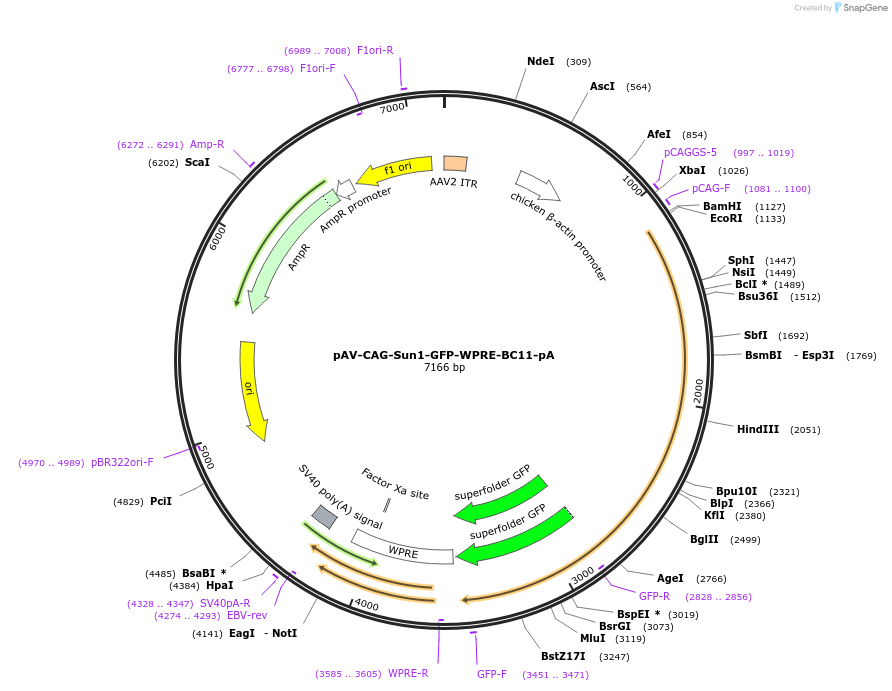 220763-plasmid-map-sequence-id-439001