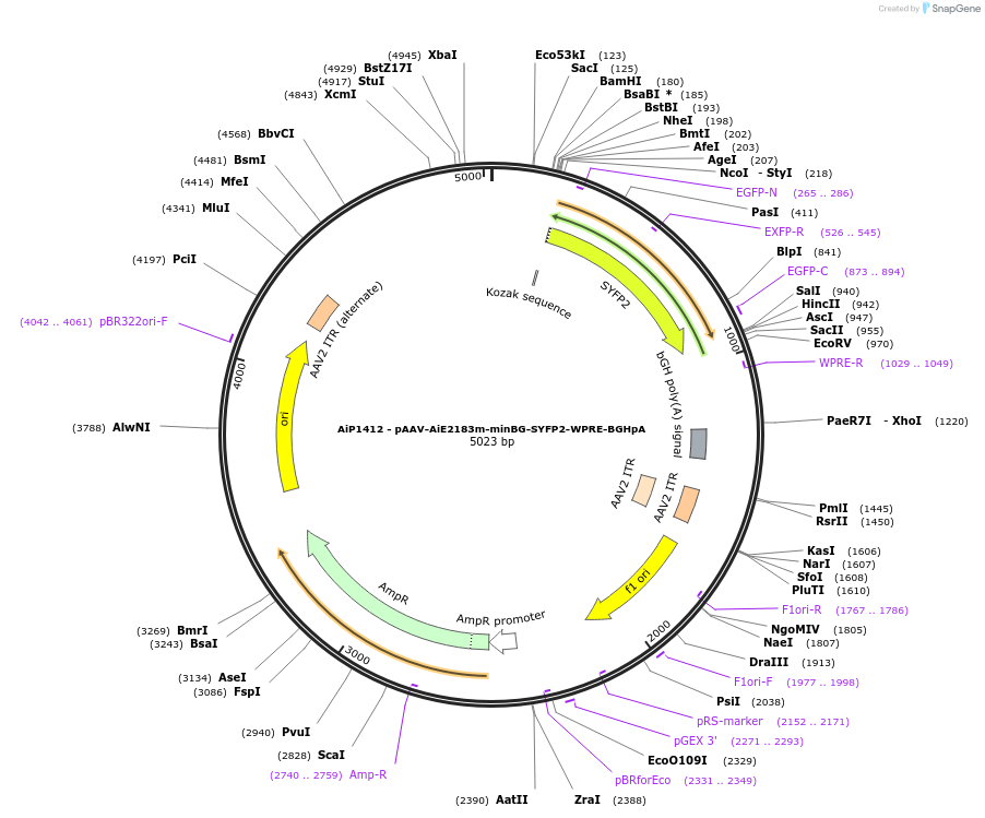 214490-plasmid-map-sequence-id-439012