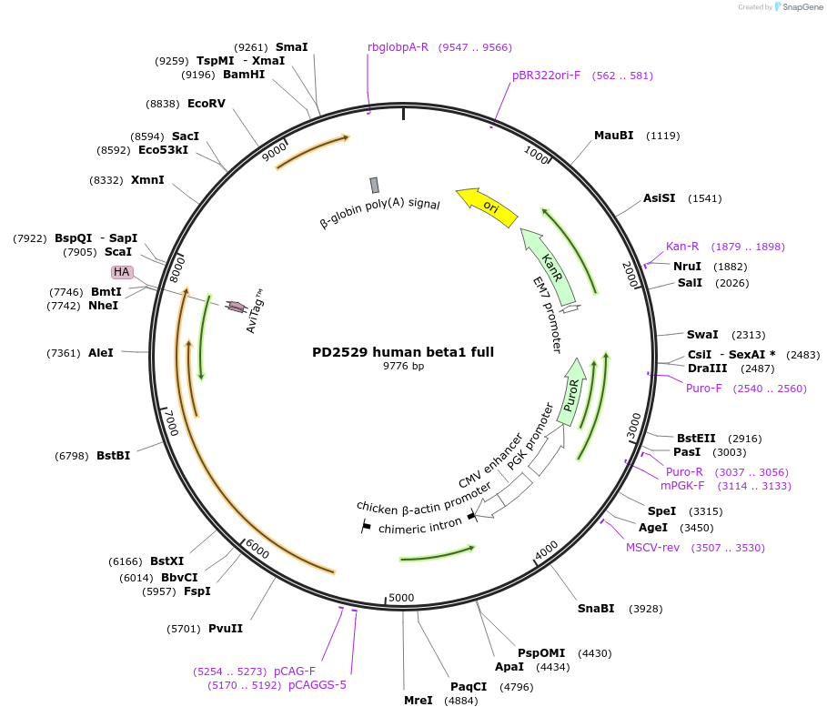 221401-plasmid-map-sequence-id-439023